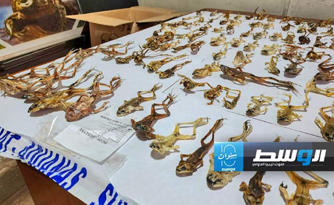 سلطات البيرو تصادر المئات من ضفادع «فياغرا الإنكا» المحفّزة جنسيا