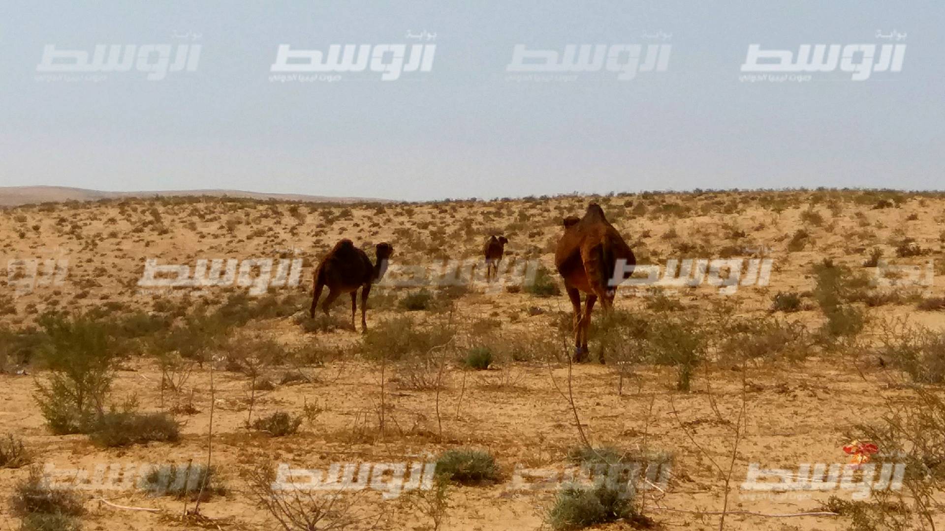 «الإبل الطليقة» خطر يهدد سائقي السيارات على طريق أجدابيا - البريقة