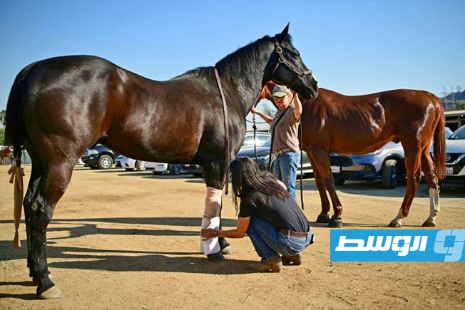 الحيوانات تتحدى النيران: قصة إنقاذ ملهمة في لوس أنجليس