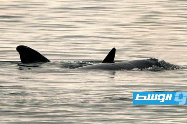 حوت عالق في حبل يستنفر السلطات الأسترالية