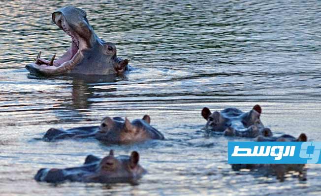 كولومبيا تبدي تفاؤلا بشأن نقل أفراس النهر للهند والمكسيك