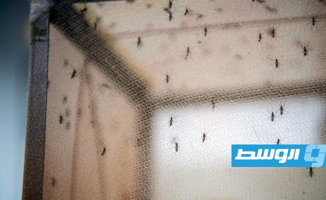 فيروس التهاب الدماغ الياباني يضرب أستراليا