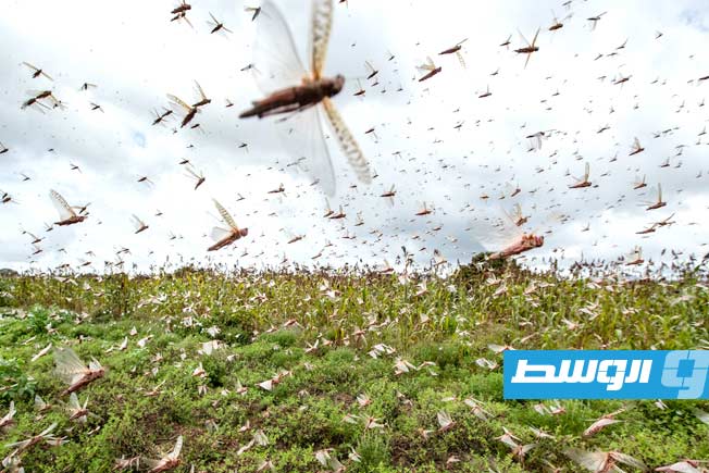 «الفاو» تتوقع استمرار انتشار أسراب الجراد في ليبيا وشمال أفريقيا خلال يونيو ويوليو