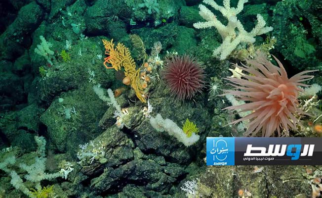 العالم يشهد أكبر حلقة ابيضاض للمرجان على الإطلاق
