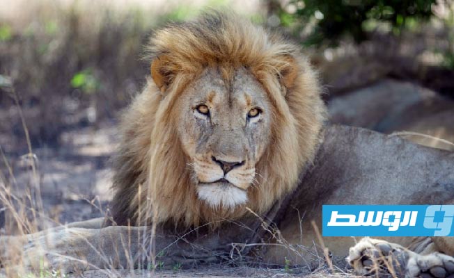 أسد يثير الذعر في مدينة إيطالية بعد هروبه من السيرك