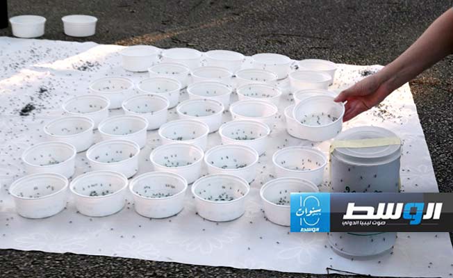 زيادة في عدد الإصابات بحمى الضنك والأمراض المرتبطة بالبعوض في أوروبا