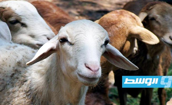 أعراض عدوى حمى الماعز وطرق العلاج والوقاية