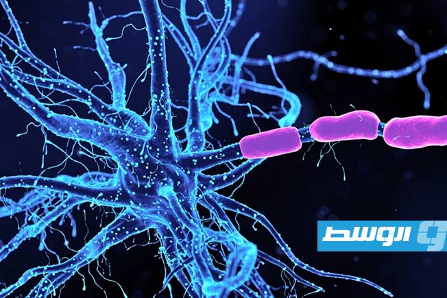 علماء يحددون الخلايا العصبية المسؤولة عن القلق وكيفية تهدئتها