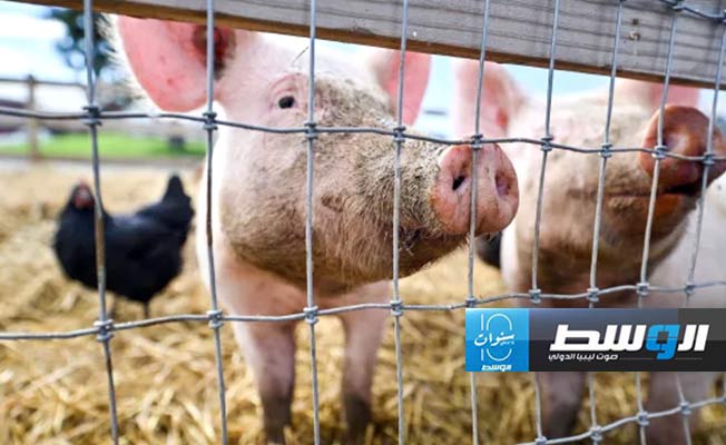 أول حالة إصابة بإنفلونزا الطيور في الولايات المتحدة تكتشف لدى خنزير