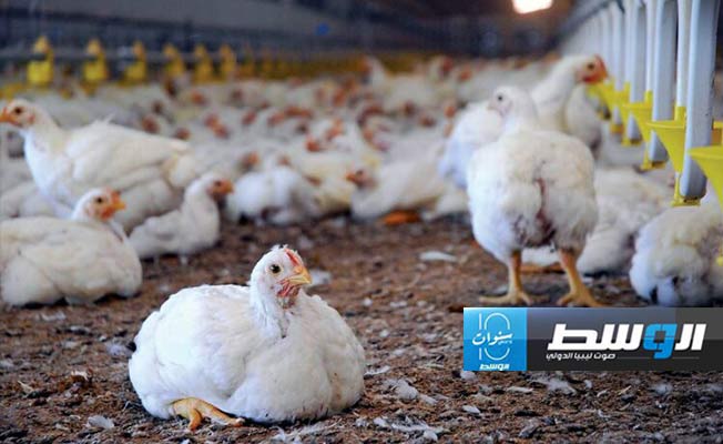 ارتفاع أسعار الدواجن والبيض في ليبيا بنسبة 33%