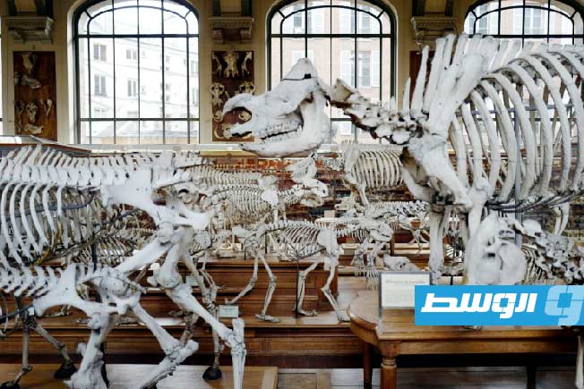 سرقة قطع ذهبية تاريخية من «متحف التاريخ الطبيعي» في باريس