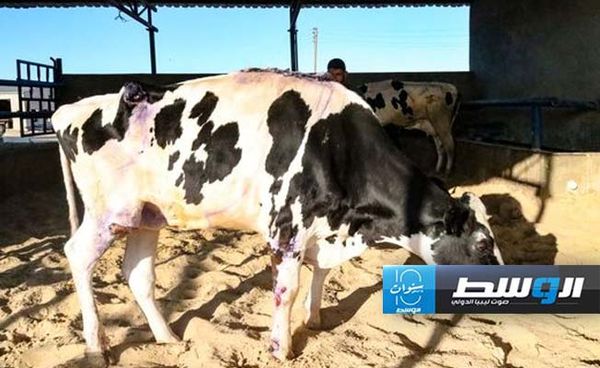 «الإسطبلات مهجورة».. الحمى القلاعية «تفتك» بمزارع الماشية في ليبيا