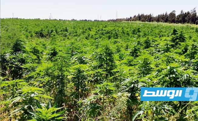 النيابة العامة تأمر بضبط صاحب مزرعة قنب هندي جنوب سبها