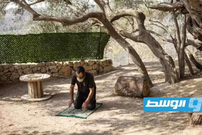 شجرة الزيتون «الأقدم في العالم».. صامدة أمام الجدار والاستيطان في فلسطين