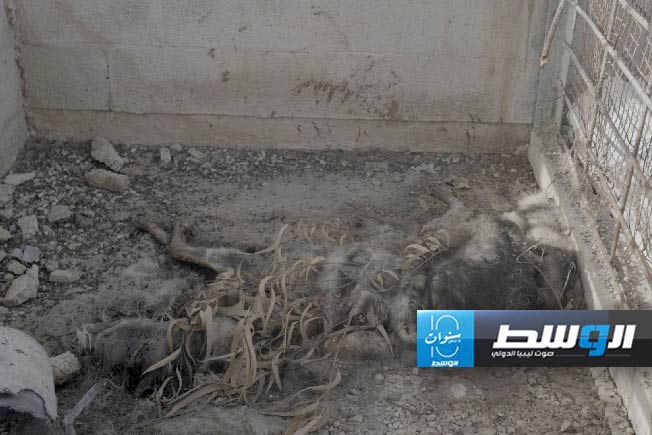بلدية غزة: الاحتلال دمر حديقة الحيوانات في حي الزيتون وقتل الكائنات فيها جوعا