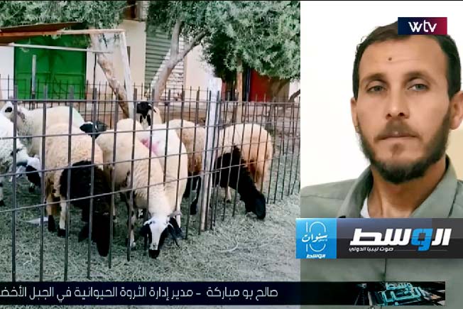 شاهد: مسؤول في الجبل الأخضر يوضح أسباب غلاء المواشي والأغنام