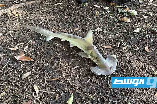 في مشهد غير مسبوق.. سمكة قرش تسقط من السماء على ملعب غولف