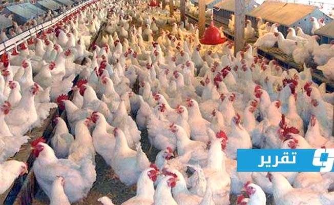 نقص اللقاحات يفجر أزمة في سوق الدواجن.. فما هي الأسباب؟