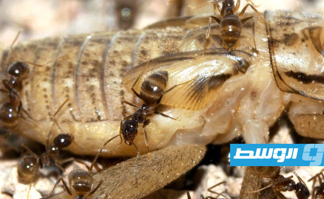 اكتشاف ترياق طبيعي للقضاء على نوع من النمل الغازي بالولايات المتحدة