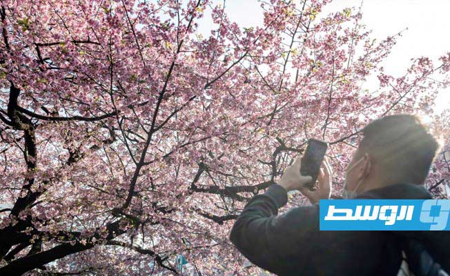 موسم تفتح أزهار الكرز ينطلق مبكرا في طوكيو
