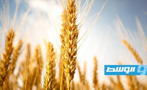 ليبيا تستورد 1.6 مليون طن من القمح الروسي خلال 11 شهرا