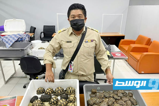 منظمة الإنتربول تعلن تفكيك شبكة لتهريب السلاحف المحمية