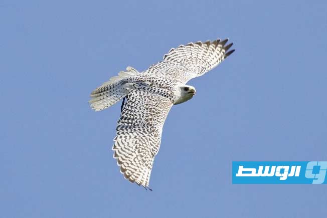 محكمة روسية تسجن إماراتي 6 سنوات بتهمة تهريب صقور مهددة بالانقراض