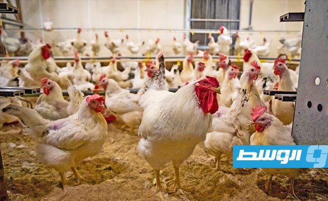 البرازيل تسجل أول إصابة بإنفلونزا الطيور