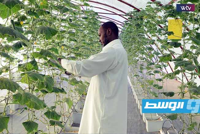 دراسة علمية تقدم 5 توصيات للنهضة الزراعية في جنوب ليبيا