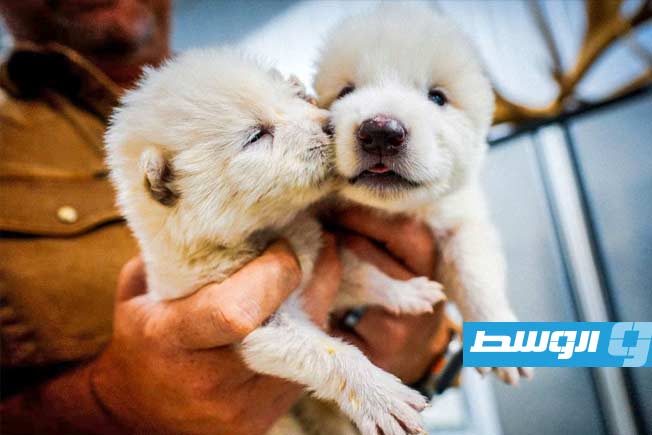 إنجاز طبي يعيد «الذئب الرهيب» إلى الحياة بعد 12500 عام من انقراضه (فيديو)