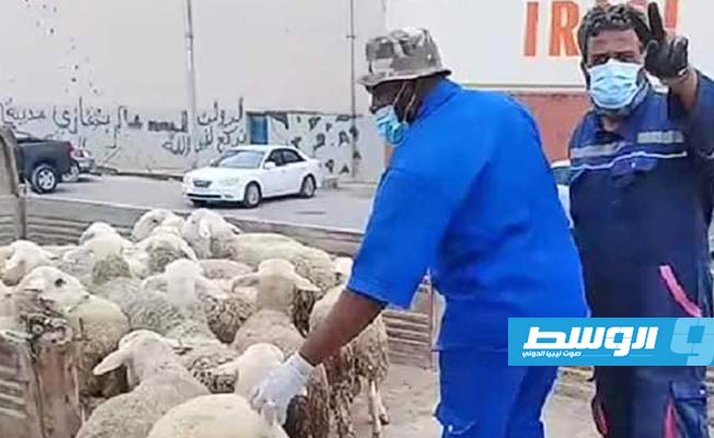 وصول أكثر من 8 آلاف رأس أغنام قادمة من إسبانيا إلى بنغازي قبل عيد الأضحى