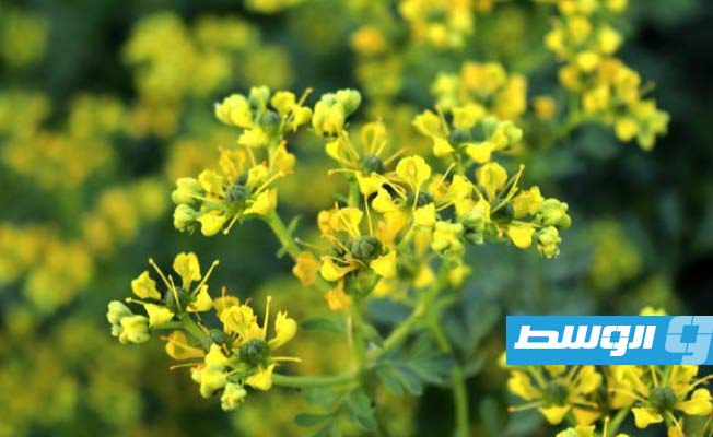 فوائد عشبة الشذاب