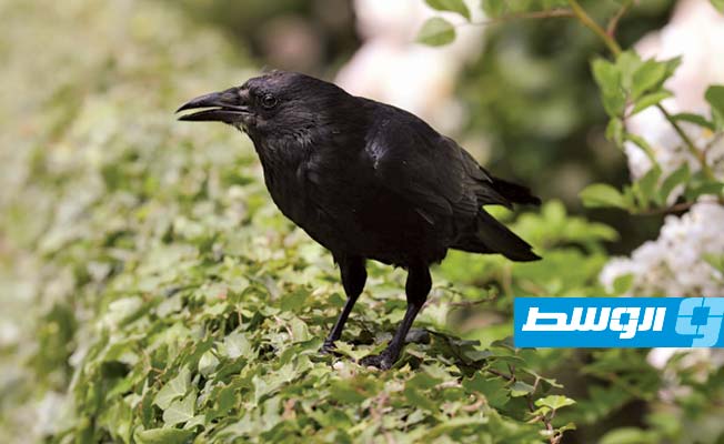 الغربان تسافر عبر الزمن ذهنيا