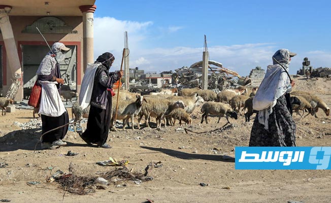الأمم المتحدة: الحرب الإسرائيلية تقضي على 70% من الأراضي و90% من الماشية في غزة