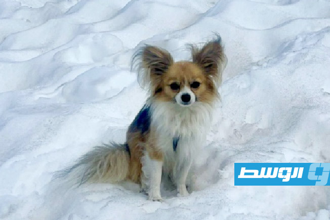 كلب شيواوا يساعد منقذين في العثور على صاحبه