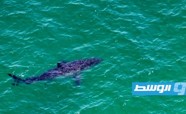 الصيد الجائر يهدد الأنواع المهددة بالانقراض في البحر المتوسط