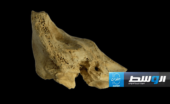 اكتشاف أول حالة لمتلازمة داون لدى إنسان نياندرتال