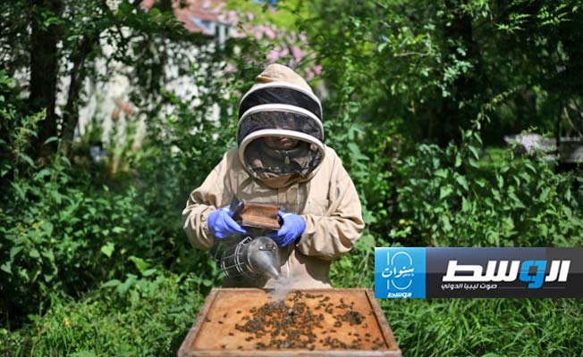 نحّالون وعلماء في بريطانيا يوحّدون جهودهم لمكافحة العسل المغشوش