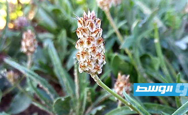 صحة الأمعاء في نبتة منتشرة بالدول العربية