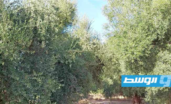 شكاوى من تهالك السدود وإهمال وادي بني وليد