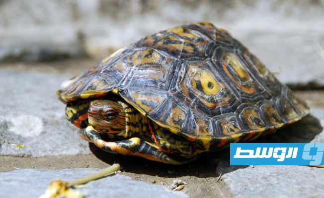 السلاحف ليست صامتة كما كان يُعتقد