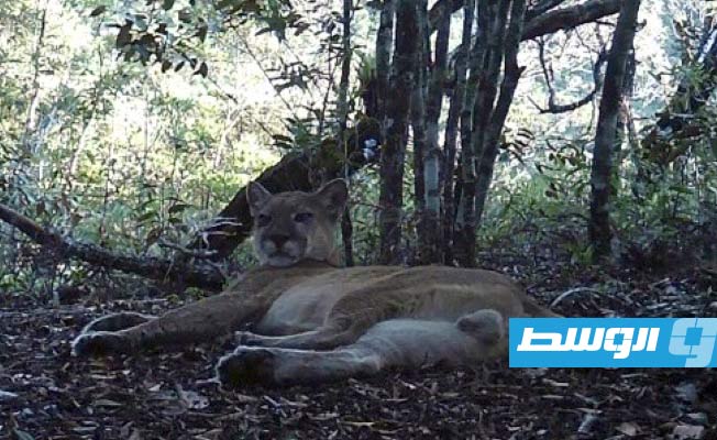 حيون يظهر مجددا بعد 90 عاما من الاختفاء