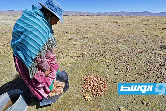 دراسة تُظهِر أن البطاطا متحدرة من الطماطم