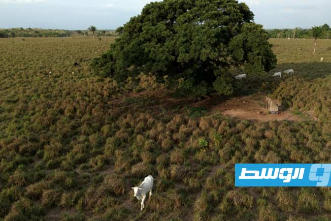 «أنفاس الأمازون».. انخفاض قياسي في إزالة الغابات قبل قمة المناخ