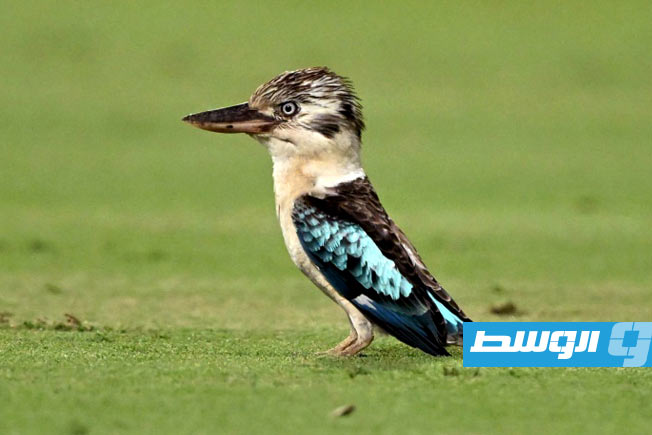 علماء يوثقون معدلا مرتفعًا لتغيير الجنس لدى الطيور البرية في أستراليا