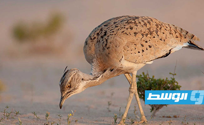 حكومة حماد تمنع صيد طائر «الحبارى» في جميع أنحاء ليبيا لمدة ثلاث سنوات