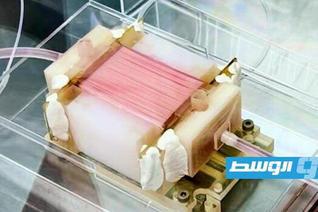 تطوير تقنية جديدة لإنتاج دجاج مختبري أكثر سماكة