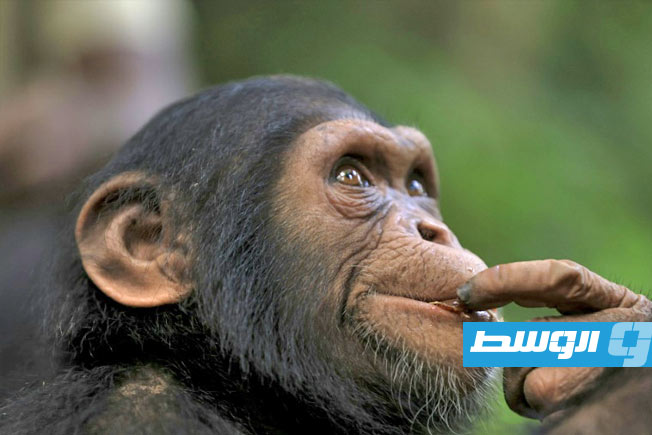 قرود تخطف صغار نوع آخر في «تقليد» غريب