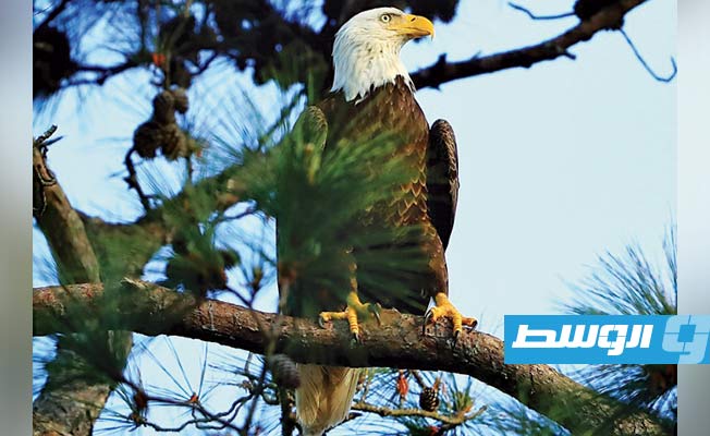 أعداد النسور الصلعاء تتزايد
