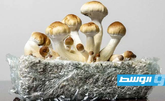 أستراليا تبدأ العلاج الأول في العالم بـ«الفطر السحري»